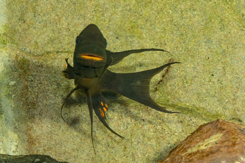 Petrochromis trewavasae 'Moliro'